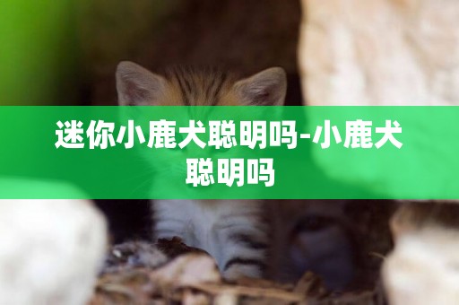 迷你小鹿犬聰明嗎-小鹿犬聰明嗎