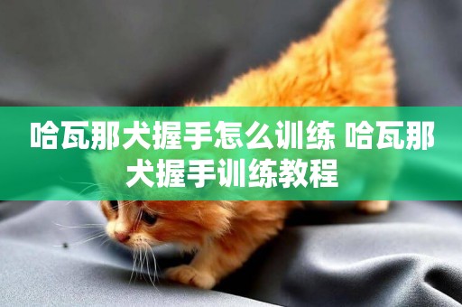 哈瓦那犬握手怎么訓練 哈瓦那犬握手訓練教程
