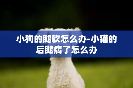 小狗的腿軟怎么辦-小貓的后腿瘸了怎么辦