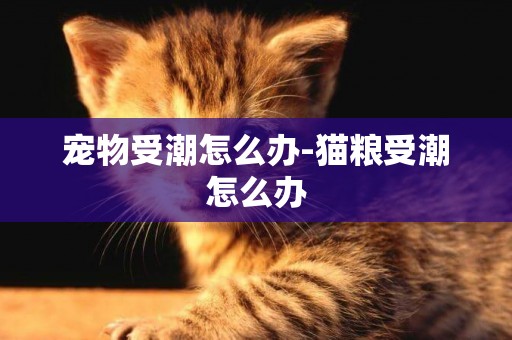 寵物受潮怎么辦-貓糧受潮怎么辦
