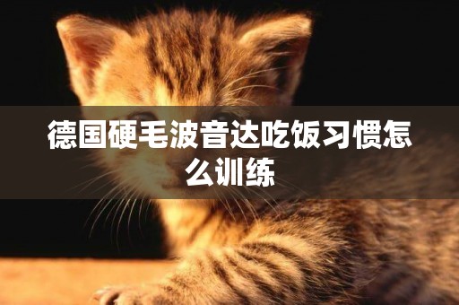 德國硬毛波音達吃飯習慣怎么訓練