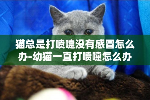 貓總是打噴嚏沒有感冒怎么辦-幼貓一直打噴嚏怎么辦