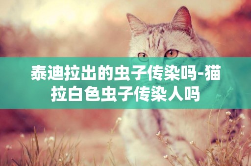 泰迪拉出的蟲子傳染嗎-貓拉白色蟲子傳染人嗎