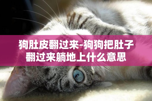 狗肚皮翻過來-狗狗把肚子翻過來躺地上什么意思