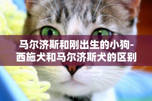 馬爾濟斯和剛出生的小狗-西施犬和馬爾濟斯犬的區別