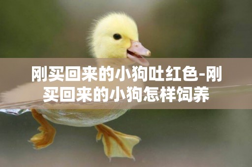 剛買回來的小狗吐紅色-剛買回來的小狗怎樣飼養