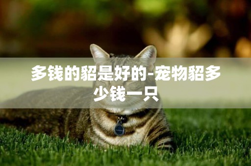 多錢的貂是好的-寵物貂多少錢一只