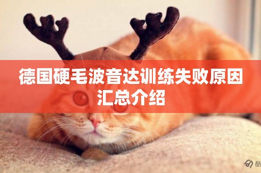 德國硬毛波音達訓練失敗原因匯總介紹