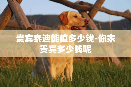 貴賓泰迪能值多少錢-你家貴賓多少錢呢