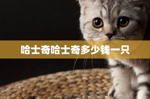 哈士奇哈士奇多少錢一只