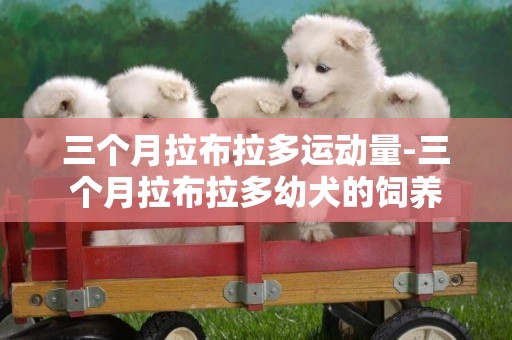 三個月拉布拉多運動量-三個月拉布拉多幼犬的飼養