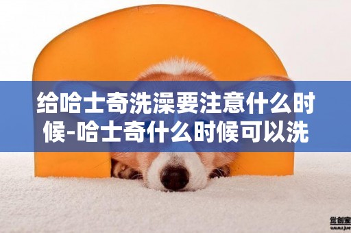 給哈士奇洗澡要注意什么時候-哈士奇什么時候可以洗澡