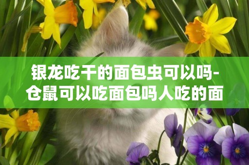 銀龍吃干的面包蟲可以嗎-倉鼠可以吃面包嗎人吃的面包