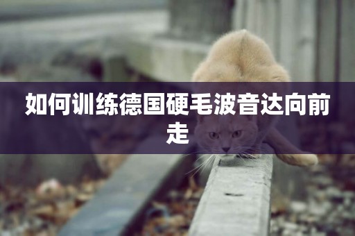 如何訓練德國硬毛波音達向前走