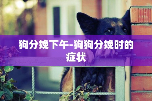 狗分娩下午-狗狗分娩時的癥狀