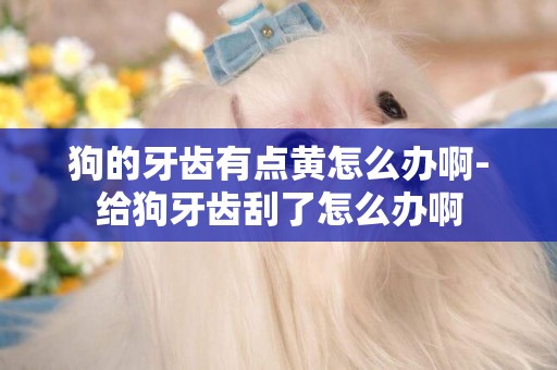 狗的牙齒有點黃怎么辦啊-給狗牙齒刮了怎么辦啊