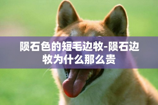 隕石色的短毛邊牧-隕石邊牧為什么那么貴