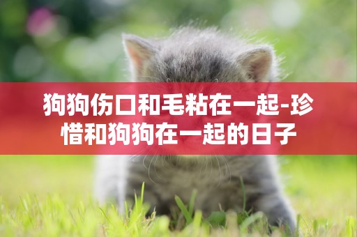 狗狗傷口和毛粘在一起-珍惜和狗狗在一起的日子