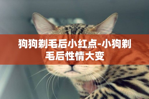 狗狗剃毛后小紅點-小狗剃毛后性情大變