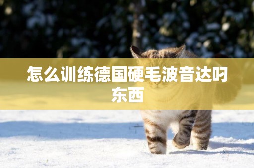 怎么訓練德國硬毛波音達叼東西