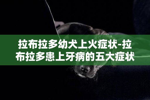 拉布拉多幼犬上火癥狀-拉布拉多患上牙病的五大癥狀