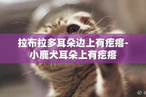 拉布拉多耳朵邊上有疙瘩-小鹿犬耳朵上有疙瘩