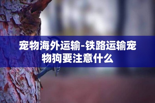 寵物海外運輸-鐵路運輸寵物狗要注意什么