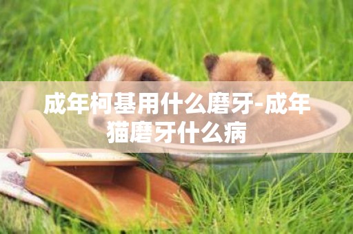 成年柯基用什么磨牙-成年貓磨牙什么病