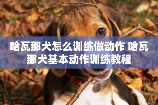 哈瓦那犬怎么訓練做動作 哈瓦那犬基本動作訓練教程