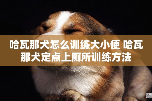 哈瓦那犬怎么訓練大小便 哈瓦那犬定點上廁所訓練方法