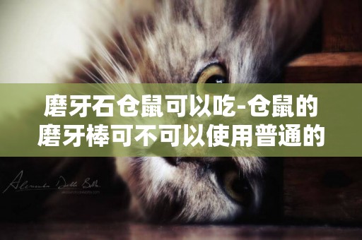 磨牙石倉鼠可以吃-倉鼠的磨牙棒可不可以使用普通的樹枝來代替