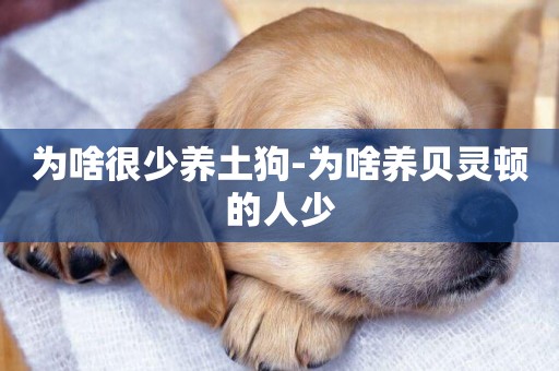 為啥很少養土狗-為啥養貝靈頓的人少