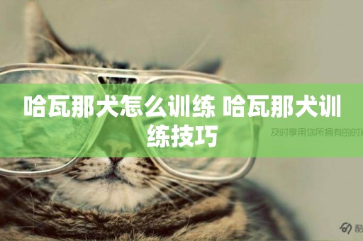 哈瓦那犬怎么訓練 哈瓦那犬訓練技巧
