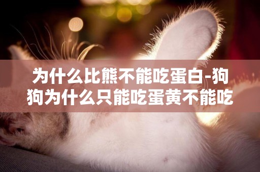 為什么比熊不能吃蛋白-狗狗為什么只能吃蛋黃不能吃蛋白