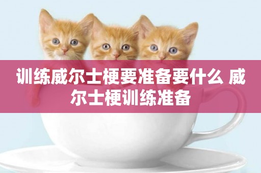 訓練威爾士梗要準備要什么 威爾士梗訓練準備