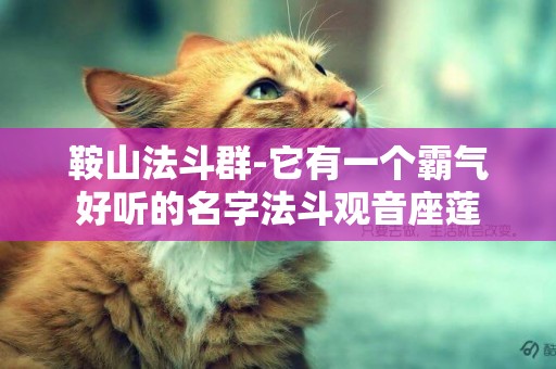 鞍山法斗群-它有一個霸氣好聽的名字法斗觀音座蓮