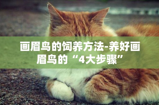 畫眉鳥的飼養方法-養好畫眉鳥的“4大步驟”