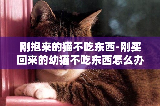 剛抱來的貓不吃東西-剛買回來的幼貓不吃東西怎么辦