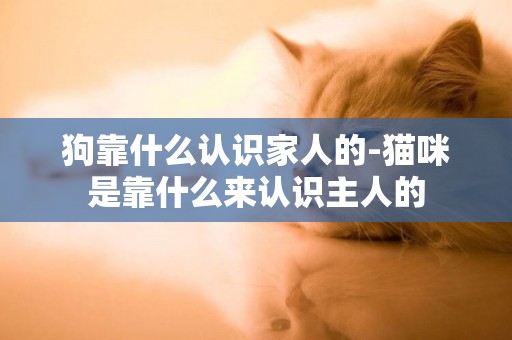 狗靠什么認識家人的-貓咪是靠什么來認識主人的