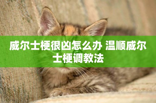 威爾士梗很兇怎么辦 溫順威爾士梗調教法
