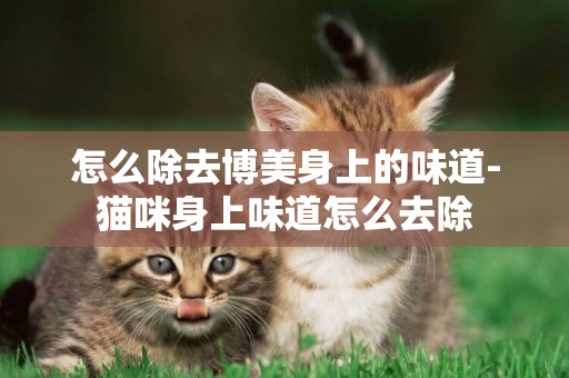 怎么除去博美身上的味道-貓咪身上味道怎么去除