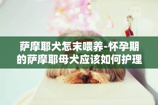 薩摩耶犬怎末喂養-懷孕期的薩摩耶母犬應該如何護理