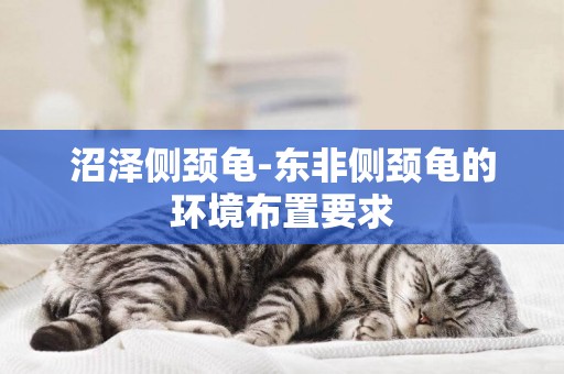 沼澤側頸龜-東非側頸龜的環境布置要求