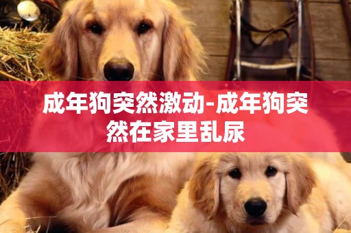 成年狗突然激動-成年狗突然在家里亂尿