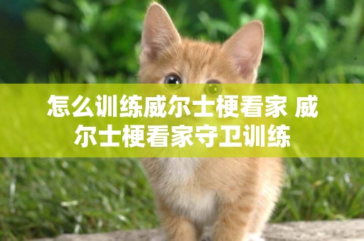 怎么訓練威爾士梗看家 威爾士梗看家守衛訓練