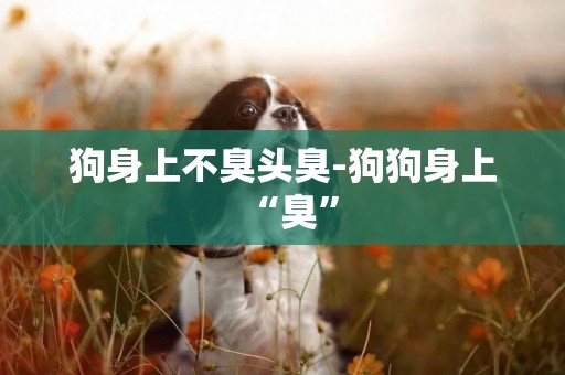 狗身上不臭頭臭-狗狗身上“臭”