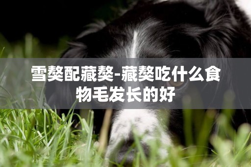 雪獒配藏獒-藏獒吃什么食物毛發長的好