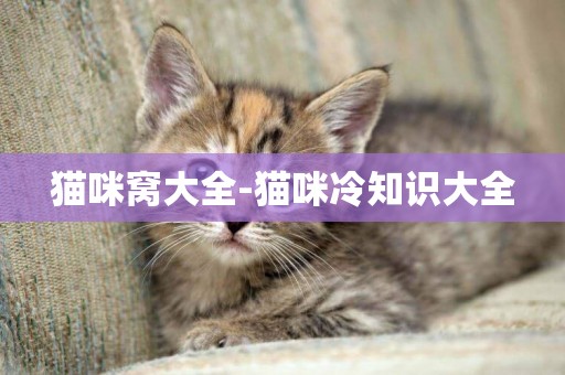 貓咪窩大全-貓咪冷知識大全