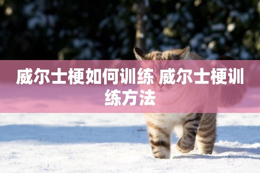 威爾士梗如何訓練 威爾士梗訓練方法