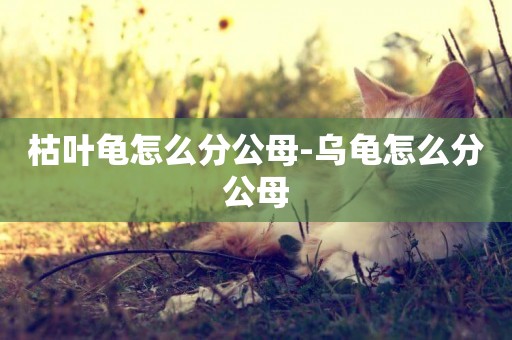枯葉龜怎么分公母-烏龜怎么分公母